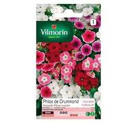 Graines De Phlox De Drummond Grande Fleur Variée Vilmorin