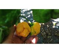 GRAINES DE PIMENT-7 POD YELLOW BRAIN STRAIN