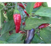 GRAINES DE PIMENT-AZTECO