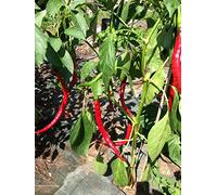 GRAINES DE PIMENT-CAYENNA JOES LONG-THAI DRAGON RED-BISHOP CROWN-