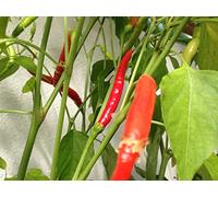 GRAINES DE PIMENT-CHILE DE ARBOL RED + CHILE DE ARBOL ORANGE + GUIDA COLTIVAZIONE
