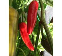 GRAINES DE PIMENT-CHILE MORITA (CHIPOTLE)