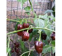 GRAINES DE PIMENT-HABANERO CHOCOLAT
