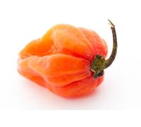 Graines de Piment Habanero - graines de piment très fort (Capsicum chinense) pour jardin, balcon, pot et serre - différentes variétés | Love my Nature (Orange)
