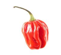 Graines de Piment Habanero - graines de piment très fort (Capsicum chinense) pour jardin, balcon, pot et serre - différentes variétés | Love my Nature (Rouge)