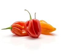 Graines de Piment Habanero - graines de piment très fort (Capsicum chinense) pour jardin, balcon, pot et serre - différentes variétés | Love my Nature (Mélange)