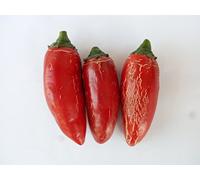 GRAINES DE PIMENT-jalapeno-thai dragon red