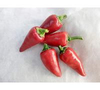 GRAINES DE PIMENT-PIMENT DE BRESSE +PIMENT D'ESPELETTE+ GUIDA COLTIVAZIONE