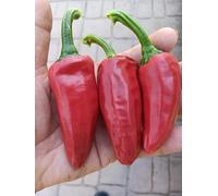 GRAINES DE PIMENT-PIMENT D'ESPELETTE