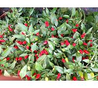 GRAINES DE PIMENT-PIMENTA DA NEYDE-PUMA-MALAGUETA-