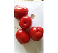 GRAINES DE PIMENT-ROCOTO MANZANO RED