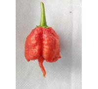 GRAINES DE PIMENT-SUPER HOT!!!!!!!!!!!!!!! 60 GRAINES CAROLINA REAPER HP22B-CAROLINA YELLOW-BHUT JOLOKIA RED-BHUT JOLOKIA SALMON-TRINIDAD SUNRISE-TRINIDAD SCORPION MORUGA YELLOW