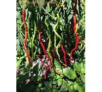 GRAINES DE PIMENT-THUNDER MOUNTAIN LONG HORN