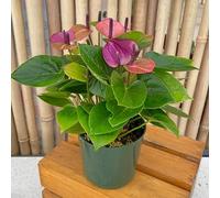 Graines de plantes Anthurium 100pcs violet