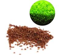 Graines de Plantes Aquatiques Hemianthus Callitrichoides - Mini Feuilles Facile à cultiver Décoration pour Bocal à Poissons