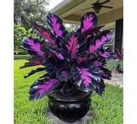 Graines de plantes de Caladium 80 pièces violet noir