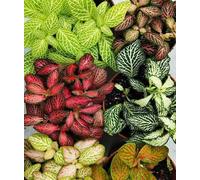 Graines de plantes Fittonia 60 pièces mélangées