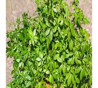 graines de plantes jiaogulan 70 pièces vertes