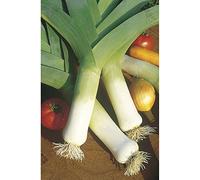 Graines de Poireau Monstrueux de Carentan 2 (3 grammes)