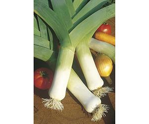 Graines de Poireau Monstrueux de Carentan 2 (3 grammes)