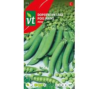 Graines de pois de senteur Proval - Environ 50 gr | VT_914
