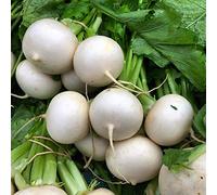 Graines de radis blanc rond 300+ Facile à cultiver Radis bio Graines fraîches Graines de légumes blancs pour la maison Jardin Jardin extérieur Plantation agricole