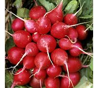 Graines de radis rond écarlate ( 8 grammes)