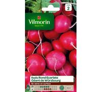 Graines De Radis Variété "Géant De Wurzbourg" Vilmorin Semis D'avril À Août