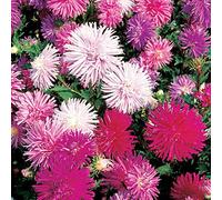 Graines de Reine marguerite plume d'autruche variée 1g