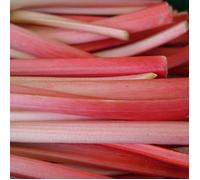 Graines de Rhubarbe des jardins Victoria - Vilmorin