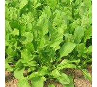 graines de ROQUETTE - Eruca Sativa - 3 grammes