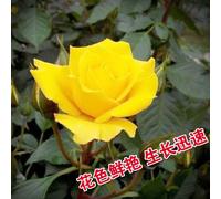 Graines De Rose Pour Bouquet De Mariage",Fleurs Rouges,Jaunes,Violettes,Mère,Fille,Amie,Cadeau Planté Toute L'année,Plantation De Délégations,"100