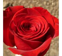 Graines De Rose Pour Bouquet De Mariage",Fleurs Rouges,Jaunes,Violettes,Mère,Fille,Amie,Cadeau Planté Toute L'année,Plantation De Délégations,"100