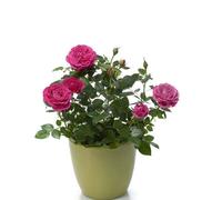 Graines De Rose Pour Bouquet De Mariage",Fleurs Rouges,Jaunes,Violettes,Mère,Fille,Amie,Cadeau Planté Toute L'année,Plantation De Délégations,"100
