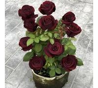Graines De Roses 100 Mars",Faciles À Vivre En Toutes Saisons,Cadeau Pour Petite Amie Et Mère,"Plantation De Fleurs Sur Le Balcon