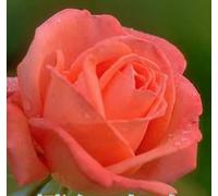 Graines De Roses 100 Mars",Faciles À Vivre En Toutes Saisons,Cadeau Pour Petite Amie Et Mère,"Plantation De Fleurs Sur Le Balcon