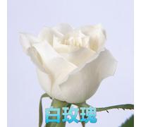 Graines De Roses 100 Mars",Faciles À Vivre En Toutes Saisons,Cadeau Pour Petite Amie Et Mère,"Plantation De Fleurs Sur Le Balcon