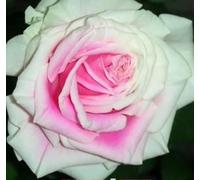 Graines De Roses 100 Mars",Faciles À Vivre En Toutes Saisons,Cadeau Pour Petite Amie Et Mère,"Plantation De Fleurs Sur Le Balcon