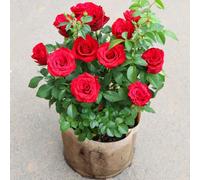 Graines De Roses 100 Mars",Faciles À Vivre En Toutes Saisons,Cadeau Pour Petite Amie Et Mère,"Plantation De Fleurs Sur Le Balcon