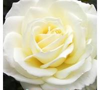 Graines De Roses 100 Mars",Faciles À Vivre En Toutes Saisons,Cadeau Pour Petite Amie Et Mère,"Plantation De Fleurs Sur Le Balcon