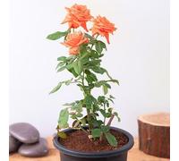 graines de rosier 100 pièces orange