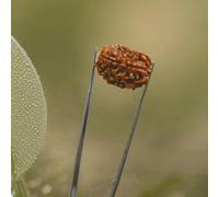 Graines de Rudraksha népalais (Elaeocarpus ganitrus) Perles en vrac originales et certifiées en laboratoire - Produit spirituel et de guérison des chakras - Alpuissant Rudraksha (3 mukhi Rudraksha)