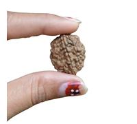 Graines de Rudraksha népalais (Elaeocarpus ganitrus) Perles en vrac originales et certifiées en laboratoire - Produit spirituel et de guérison des chakras - Alpuissant Rudraksha (2 mukhi Rudraksha)