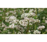 Graines de sarrasin - Fagopyrum esculentum - 50 + graines