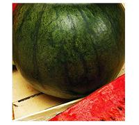 Graines de sucre pastèque - légumes - citrullus lanatus - environ 35 graines - les meilleures graines de plantes - fleurs - fruits rares - pastèques - idée cadeau originale sugar baby