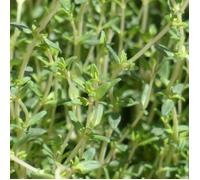 Graines de Thym d'hiver - Vilmorin