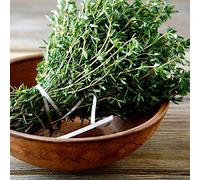 Graines de Thym - Thymus vulgaris - 1500 graines