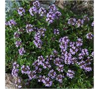 Graines de thym - Vulgaris - Thymus 500+ graines!