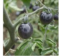 Graines de Tomate Black Cherry - Vilmorin