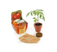 Radis et Capucine – Mini kit de culture – Tomate cerise bio – 6 cm